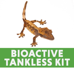 Crested Gecko Bioactive Tankless Kit (for 2’x2’x2′ enclosure)