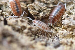 Porcellionides pruinosus ‘Orange Cream’ Isopods (10 count)