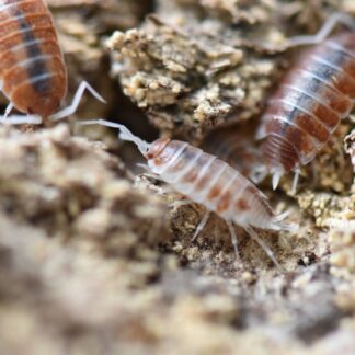 Porcellionides pruinosus 'Orange Cream' Isopods (10 count)