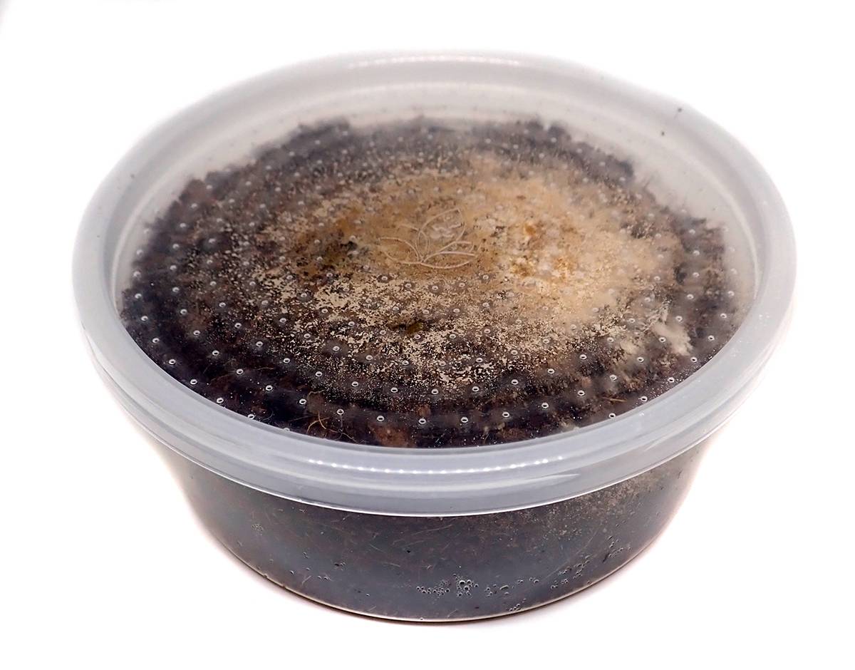 Temperate Springtail (Collembola) 8 oz Culture